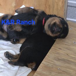 Boy 1 - Black and mahogany male Rottweiler puppy in Live Oak, Florida from K&R RANCH KENNELS
