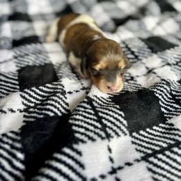 Burrata - Cream female Dachshund puppy in Lincoln, California from ForeversEdge Doxies