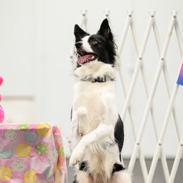 Border Collies from Shooting Star Border Collies