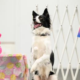 Border Collies from Shooting Star Border Collies