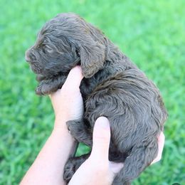 Maxi - Brown and white female Bernedoodle puppy in Orland, California from Shockley’s Elite Doodles