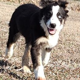 Border Collie Puppies from Bond Border Collies