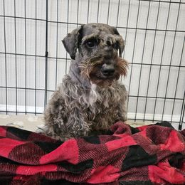 Hestia - Miniature Schnauzer