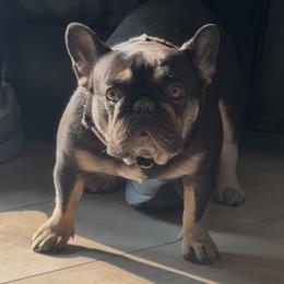 Coco - French Bulldog
