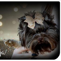 Deja - Yorkshire Terrier