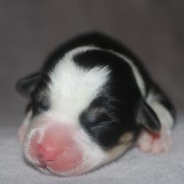 Girl 2 - Black and tan female Pembroke Welsh Corgi puppy in West, Texas from Rustic Spur Kennel