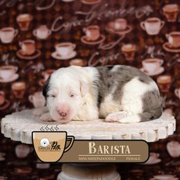 Barista - Merle female Sheepadoodle puppy in Cleveland, Tennessee from Narrow Path Old English & Sheepadoodles