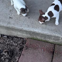 Moomoo - Chocolate and white female Teddy Roosevelt Terrier puppy in Sumter, South Carolina from Susie’s Cuties