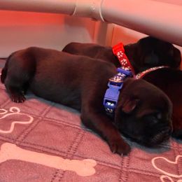 Blue boy - Black male Cane Corso puppy in Branson, Missouri from Silver Summit Cane Corso