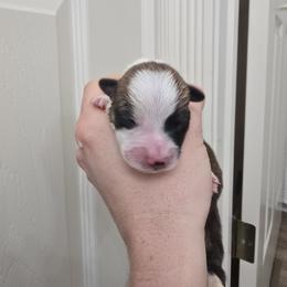 Boy 1 - Fawn male Pembroke Welsh Corgi puppy in Reno, Nevada from PBJ Corgis
