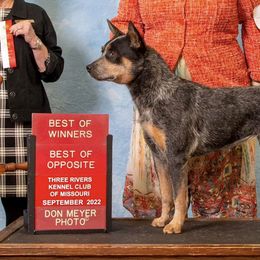 Australian Cattle Dogs and Working Dog Crosses from Alsup Farms and Cattle Dogs