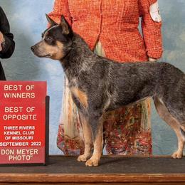 Australian Cattle Dogs and Working Dog Crosses from Alsup Farms and Cattle Dogs