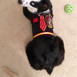 Miniature Australian Shepherd and Toy Australian Shepherd All Grown Up from 2Lazy2P Mini Aussies