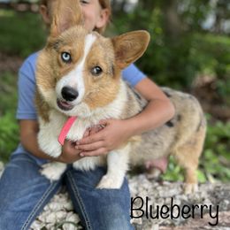 Blueberry - American Corgi