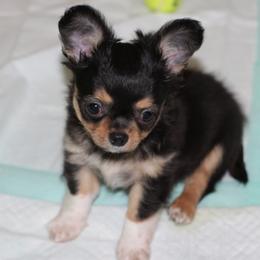 Criston 2,700 - Black and tan male Chihuahua puppy in Cache, Oklahoma from Charming Lil Chihuahuas