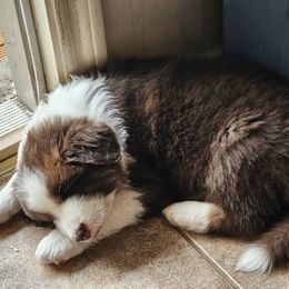 Australian Shepherd Puppies from Cali's Australian Shepherds