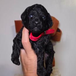 Ember (Red Collar) - Black female Poodle puppy in Plainfield, New Jersey from Caris Paws Poodles and Labradoodles