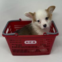 Frost - Red male Pembroke Welsh Corgi puppy in Waco, Texas from The Comma Corgis