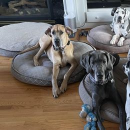 Great Danes from A20 Danes