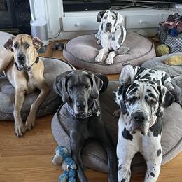 Great Danes from A20 Danes