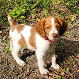 Brittany Puppies from Premier Brittany’s