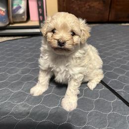 Elsa (pink) - Cream female Pomeranian puppy in Decatur, Iowa from Lisa Greenhalgh