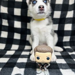 Maltese and Siberian Husky Puppies from Nyx’s Pack