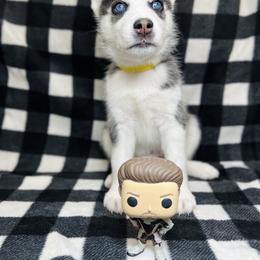 Maltese and Siberian Husky Puppies from Nyx’s Pack