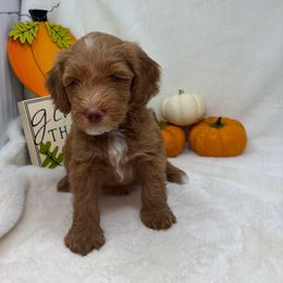 Tiger - Apricot female Goldendoodle puppy in Casselberry, Florida from My Little Doodle