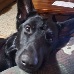 German Shepherds from Mariya's German Shepherds