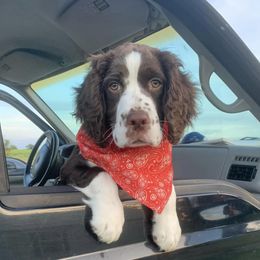 English Springer Spaniels from Lee Co. Springers