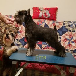 Miniature Schnauzer Puppies from Starbound Miniture Schnauzer's