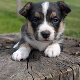 Rigatoni - Black and white female Cardigan Welsh Corgi puppy in Garrett, Indiana from Chloe's Colorful Corgis