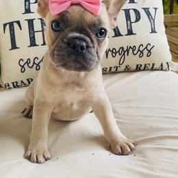 Girl 1 - Fawn and white female French Bulldog puppy in Toccoa, Georgia from The Grooming Barn LLC/ Wet Dog Ranch