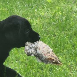 Labrador Retrievers from Timberview Retrievers