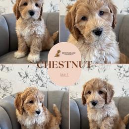 Chestnut - Caramel male Australian Labradoodle puppy in Mendon, Massachusetts from New England Labradoodles
