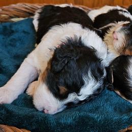 Rad - Tri-color male Bernedoodle puppy in Granton, Wisconsin from Rose River Farms