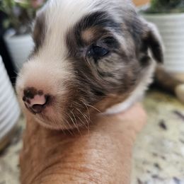Blueberry - Blue merle female Miniature Australian Shepherd puppy in Lithia, Florida from Waterford Doodle Farm