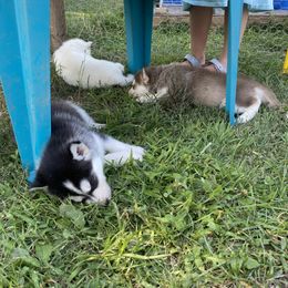 Siberian Husky Puppies from Blue Skyes Huskies