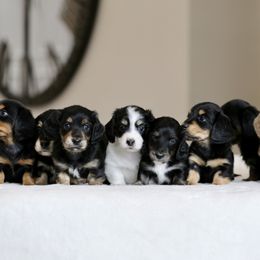 Dachshund Puppies from Gem State Mini Dachshunds
