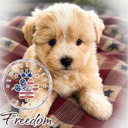 Freedom - Wheaten female Miniature Schnauzer puppy in Dorr, Michigan from Enchanted Paws