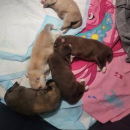 Pomsky Puppies from White Horse Pomsky's