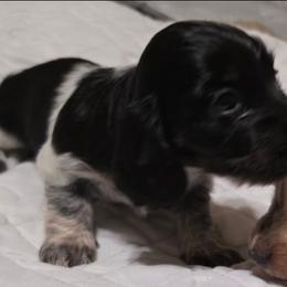 Boen - Piebald female Dachshund puppy in Mobile, Alabama from Ruff Patch Doxie Den