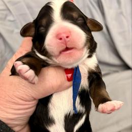 Periwinkle collar boy - Tri-color male Bernedoodle puppy in Lake, Michigan from 3 King Doodles & Poodles