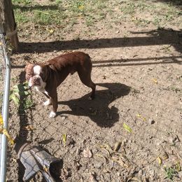 Whiskey - Boston Terrier