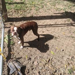 Whiskey - Boston Terrier