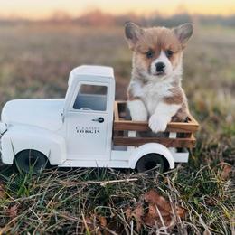 Kit-Kat - Red male Pembroke Welsh Corgi puppy in Sheldon, Missouri from Clearsky Corgis