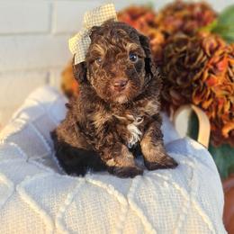 Marlowe - Phantom female Bernedoodle puppy in Russell Springs, Kentucky from 270 Doodles
