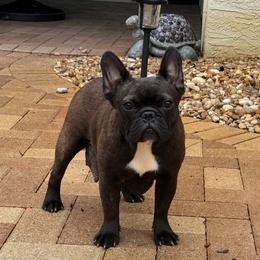 Skye - French Bulldog