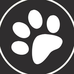 Peaches - Bernedoodle